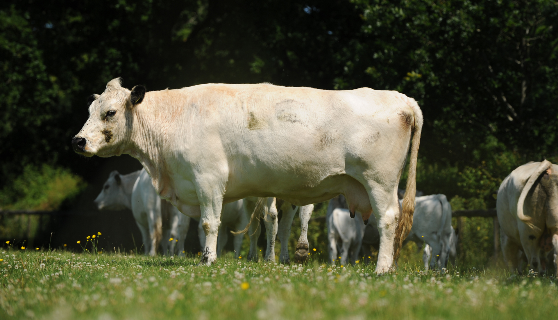 Landwirtschaft für den Prince of Wales - FLUR & FURCHE